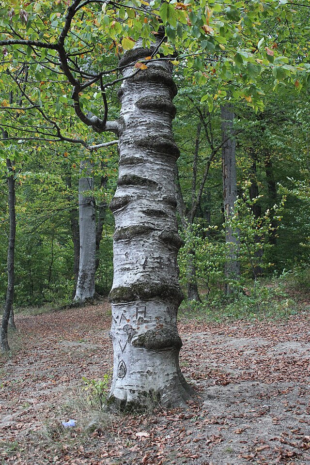 From Goshavank to Gosh lake