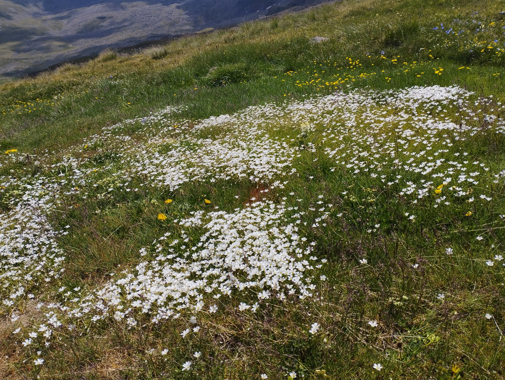 Դեպի Ռապի լիճ